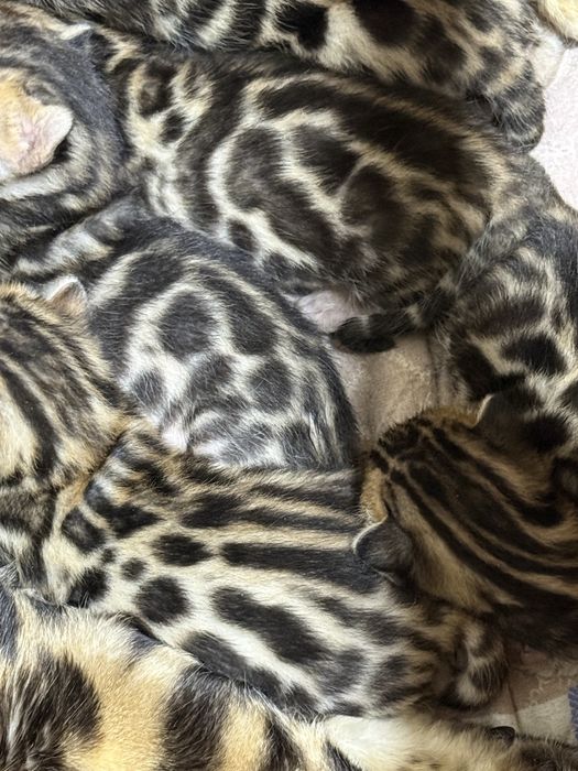 Бенгальский Bengal leopard mushukcha