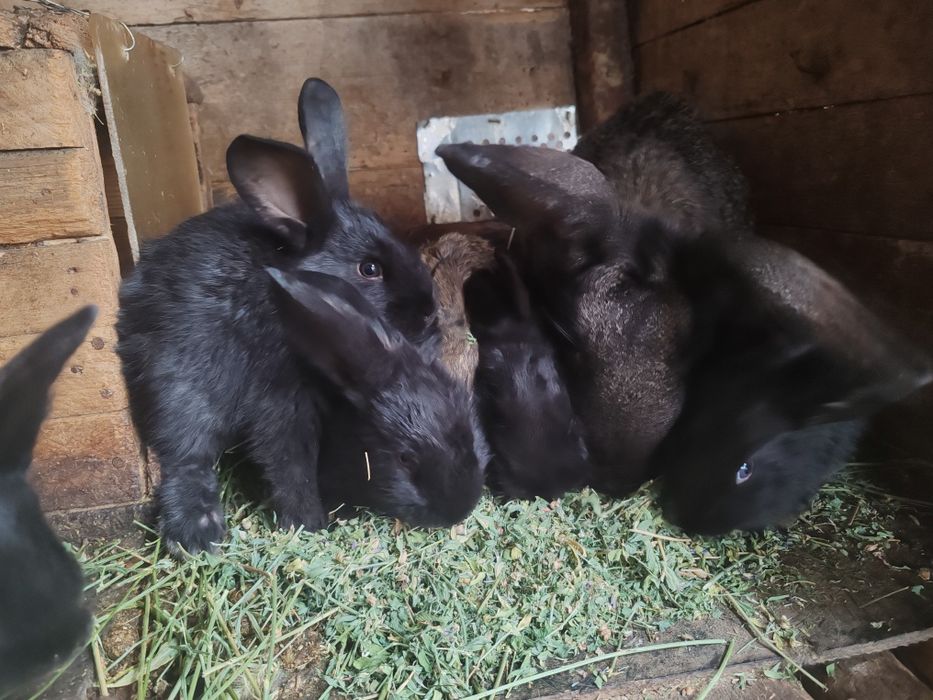 Продаются крольчата месячные