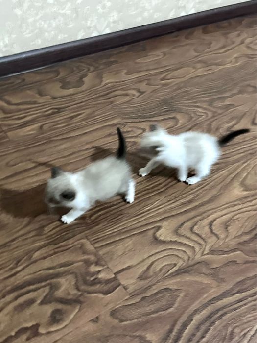 Котята мальчики очень красивые