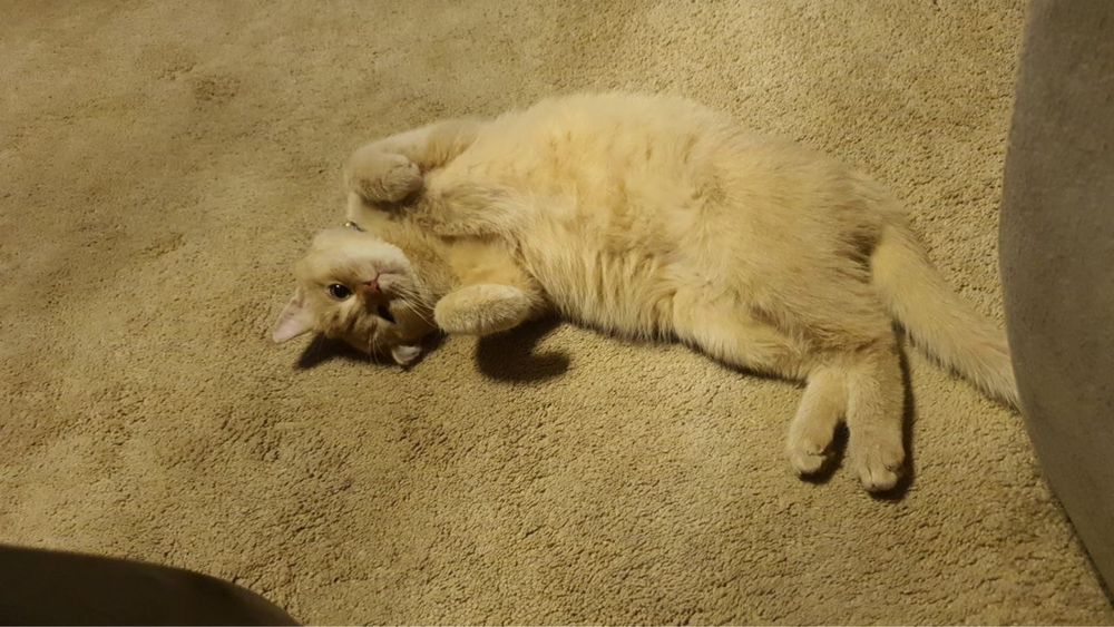 Вязкага шиншилла тоза зотли Маркиз