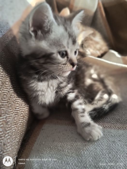 Продам шотландских котят