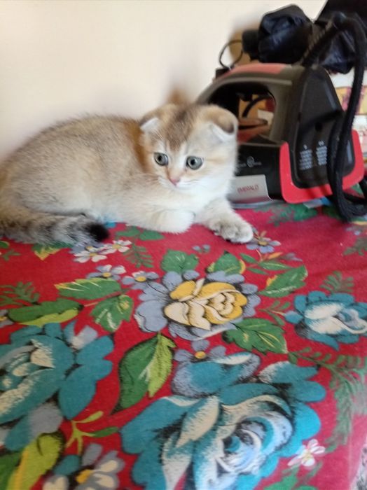 Продаются котята породы скоттиш фолд и страйт