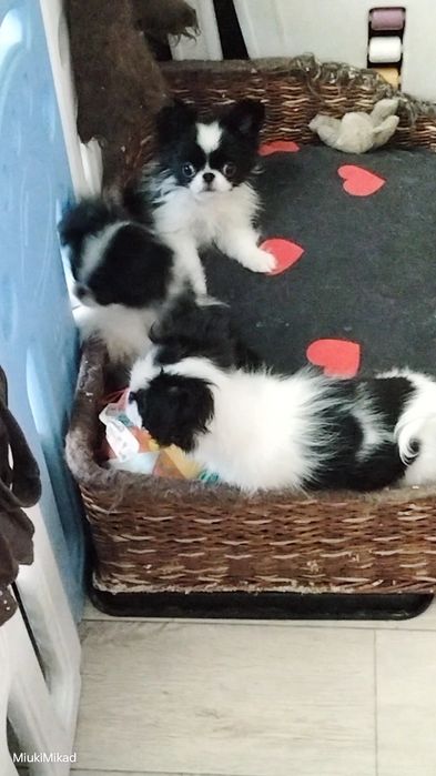 Щенки японского хина.