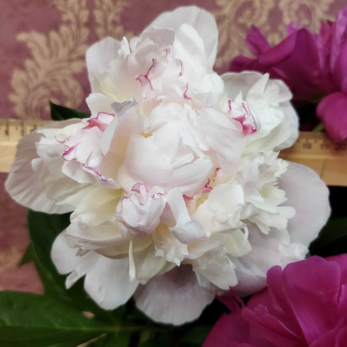 Продам корни пиона