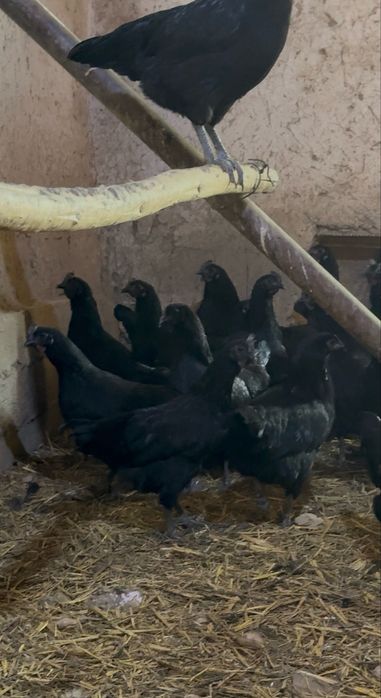 Ухейилюй, Ухаюль товук хорозла