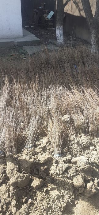 puieți salcâm la preț redus