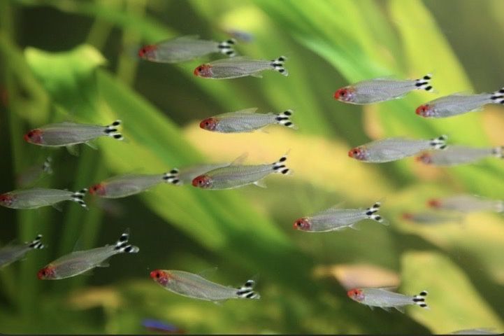 Аквариумный рыбки мирный