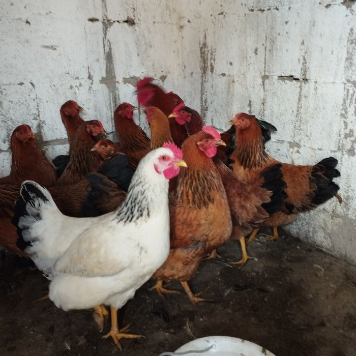 Продам куры домашние
