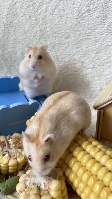 Ручные хомяки клетки корм наполнитель