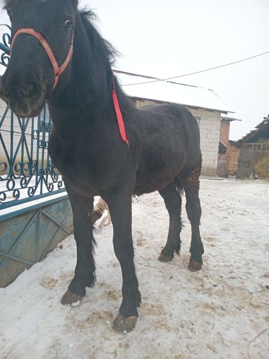 Vind manz de aproape un an