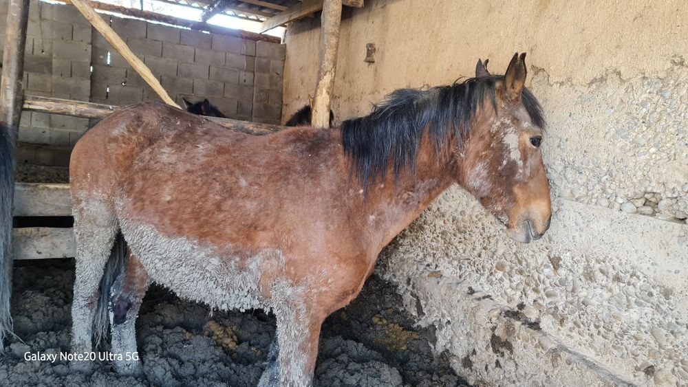 2 бас буаз бие сатылымда