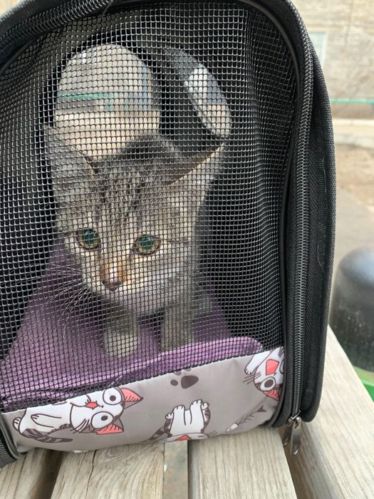 кошка 5 месяцец,бесплатно
