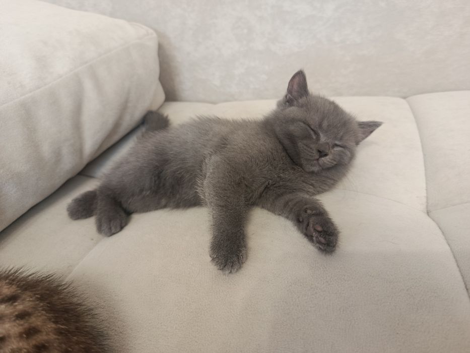 Продам котят курильского бобтейла