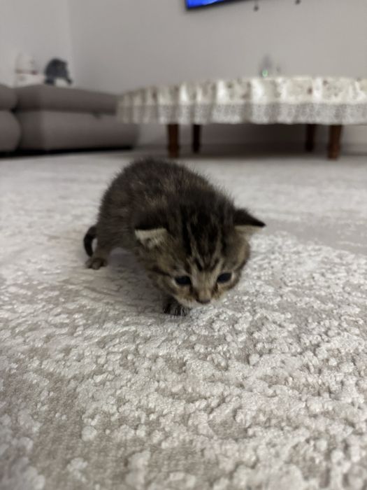 Британский котёнок