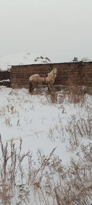 Еркек тай жуас тай