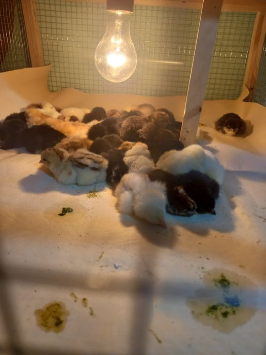 Продаются цыплята домашных кур