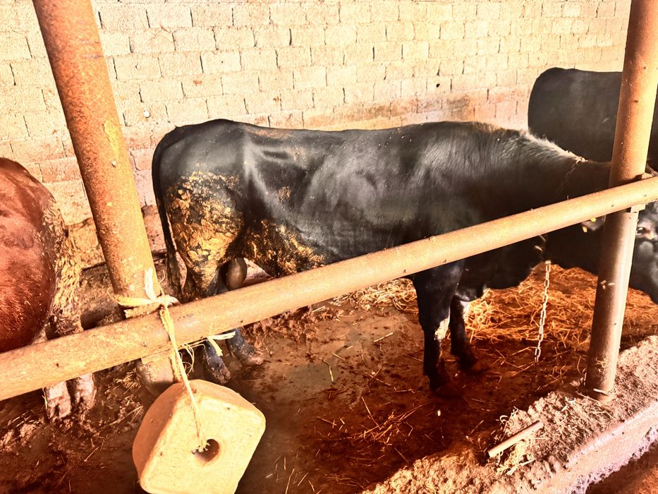 ангуст тоза расия