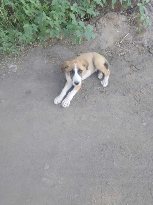 Щенок в добрые руки. Бесплатно.