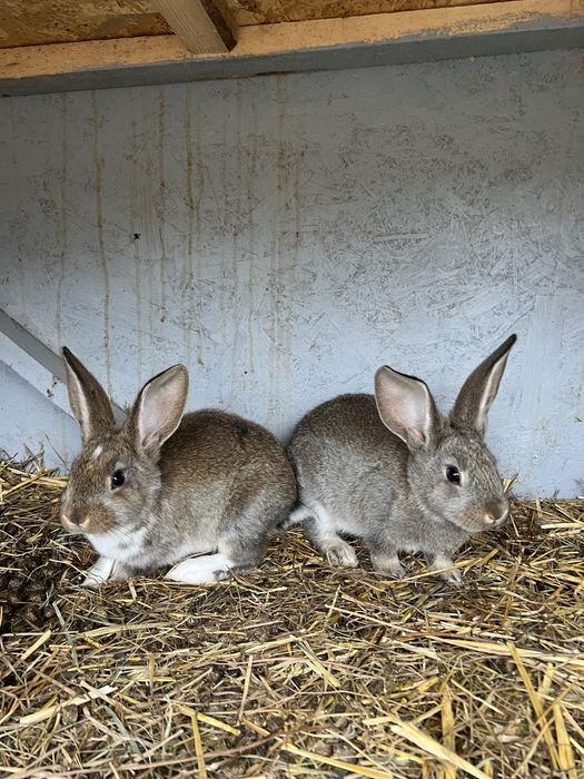 Vand o pereche de iepurasi