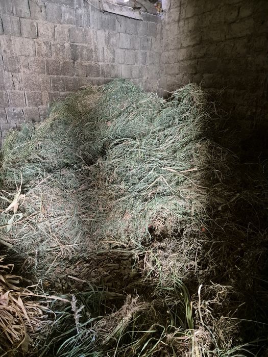 Сифатли ўт сотилади

Тоза уй шароитида етиштирилган.

Жўхори ва беда қ