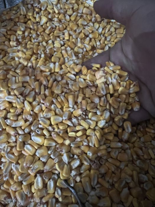 Кукуруза в зерне. 2025 года