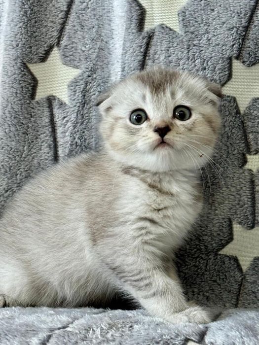 Шиншилла малыши серебро