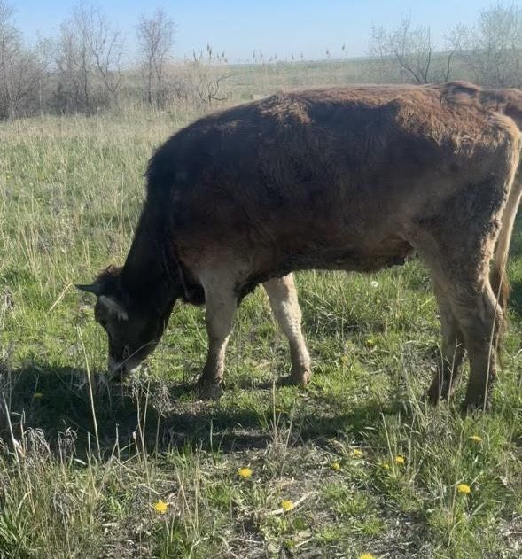 Телка, КРС, коровы