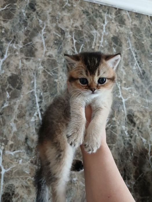 продаю скоттиш страйт шиншил