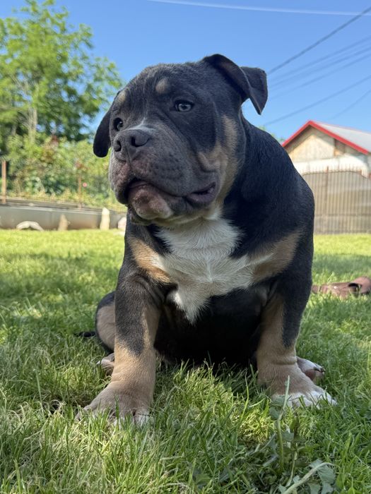 Vand mascul american bully pocket