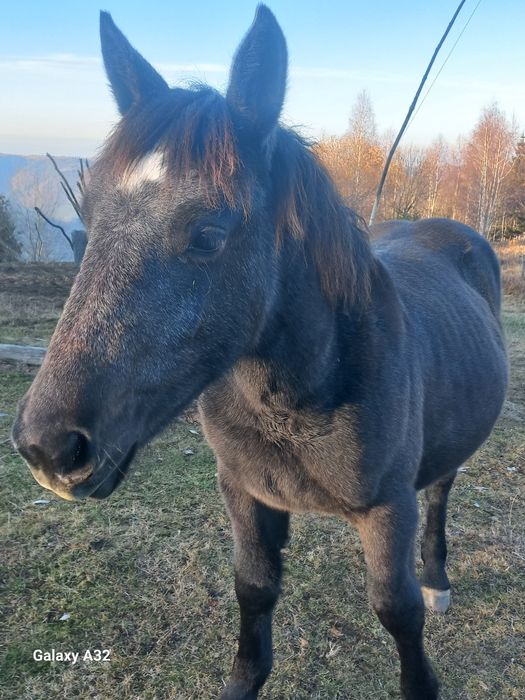 Vand sau  schimb manza de 8 luni din rasa semigreu ff frumoasa