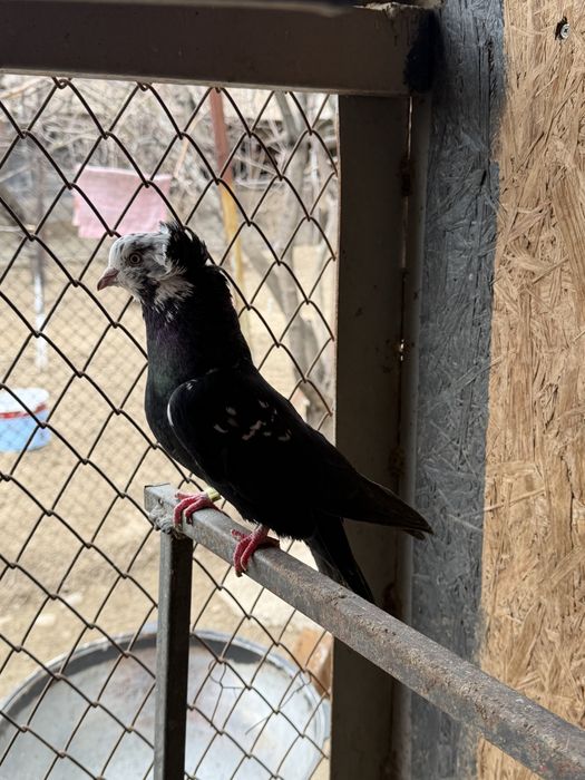 Голубы Гулсар Продам