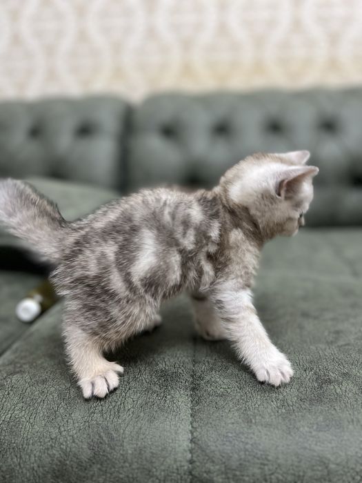 НЕ ДОРОГО продаются породистые котята