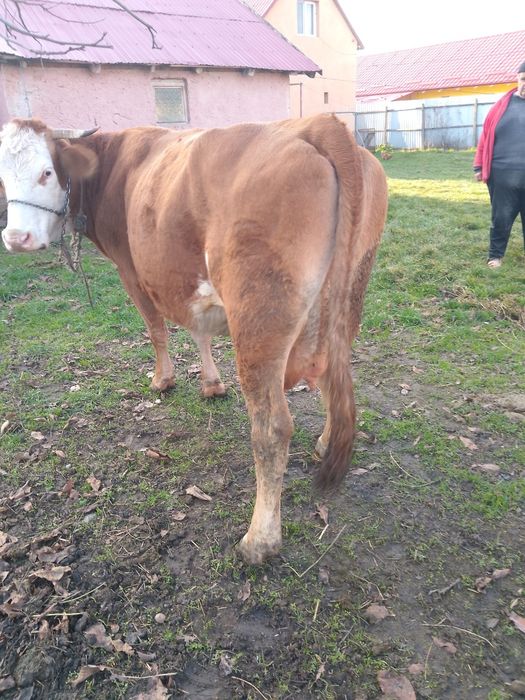 Vaca Baltata romaneasca!!!