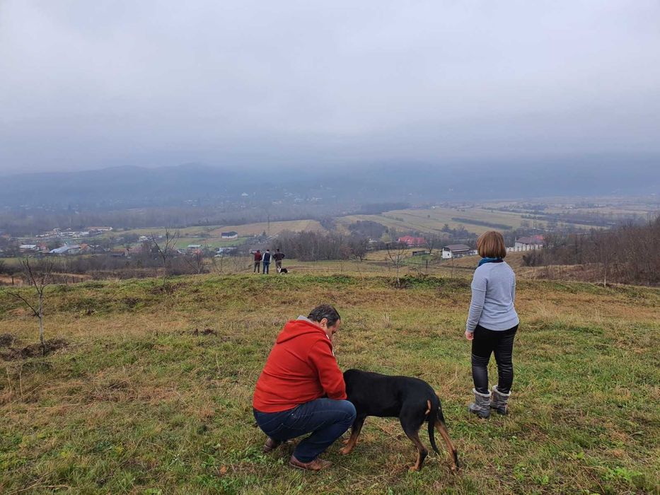 Teren deosebit 11.000 MP + LIVADĂ DE NUCI | Pârscov – Măgura, BUZĂU | Ideal pensiune / glamping