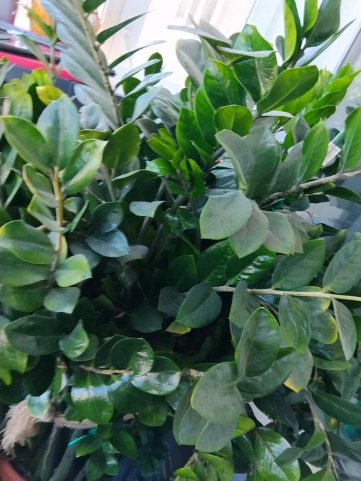 De vânzare planta norocului sau pomul cu bani