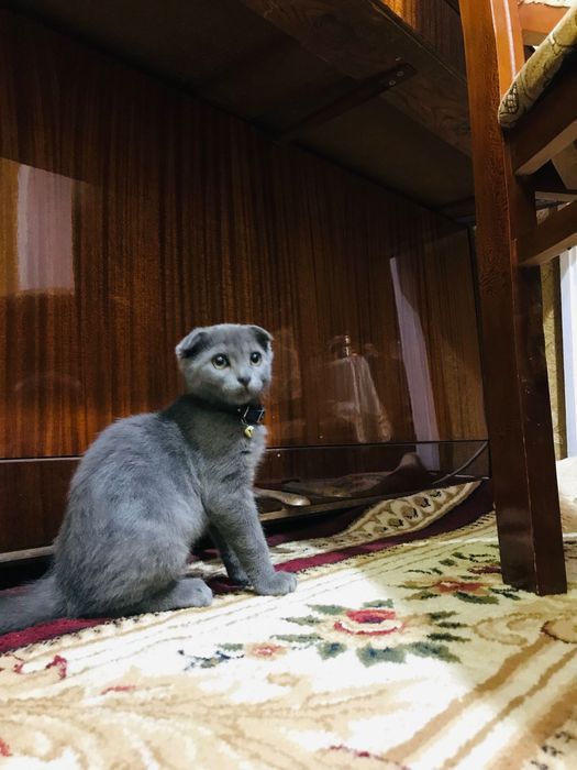 Продаётся Вислоухий Котёнок