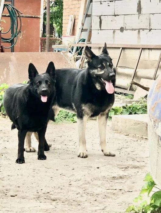 Щенки Немецкой Овчарки