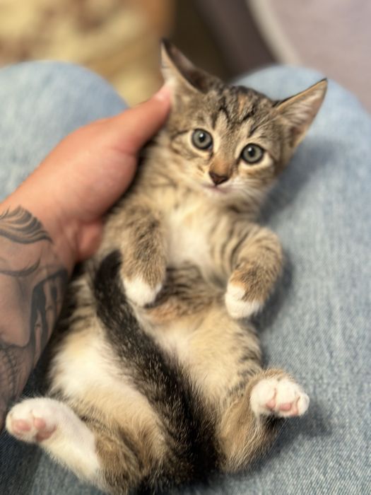 Котята бесплатно