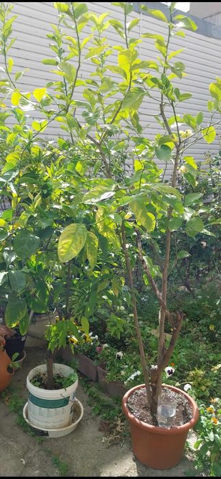 Български лимонови дръвчета