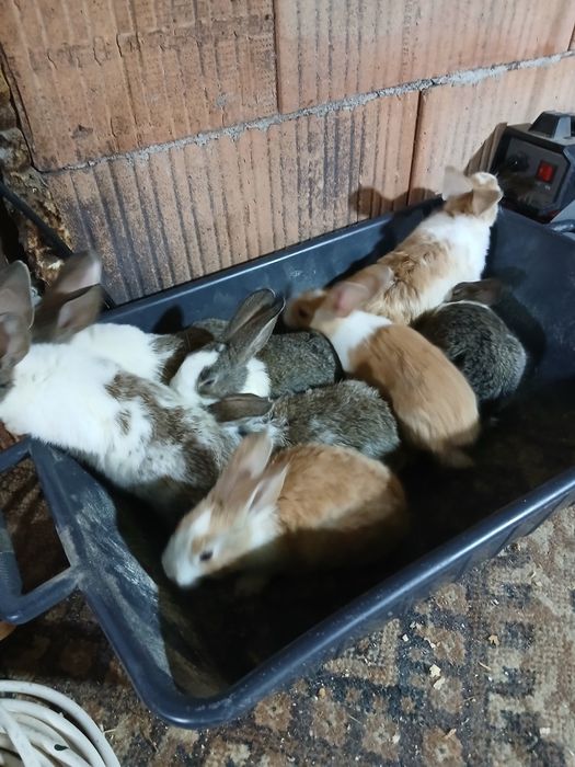 Hycole francez 8 pui