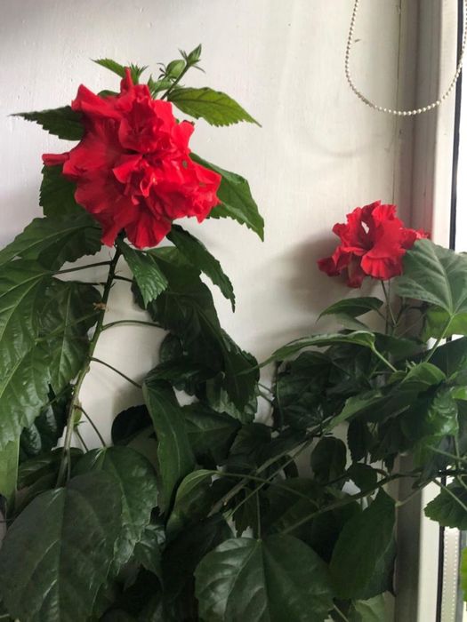 Продам цветы