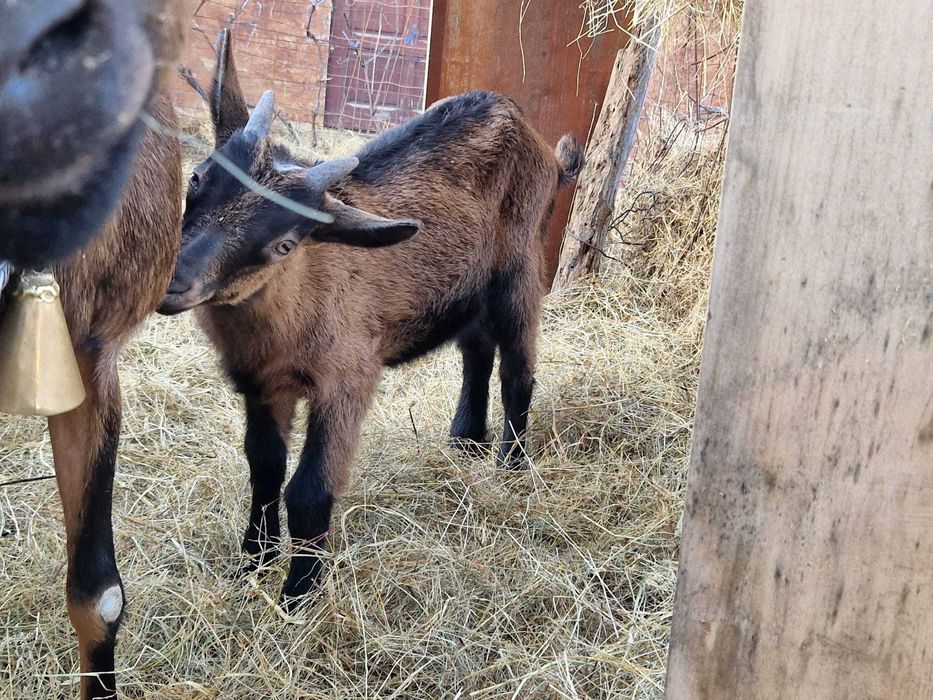 Vand 2 ieduti rasa alpina franceza