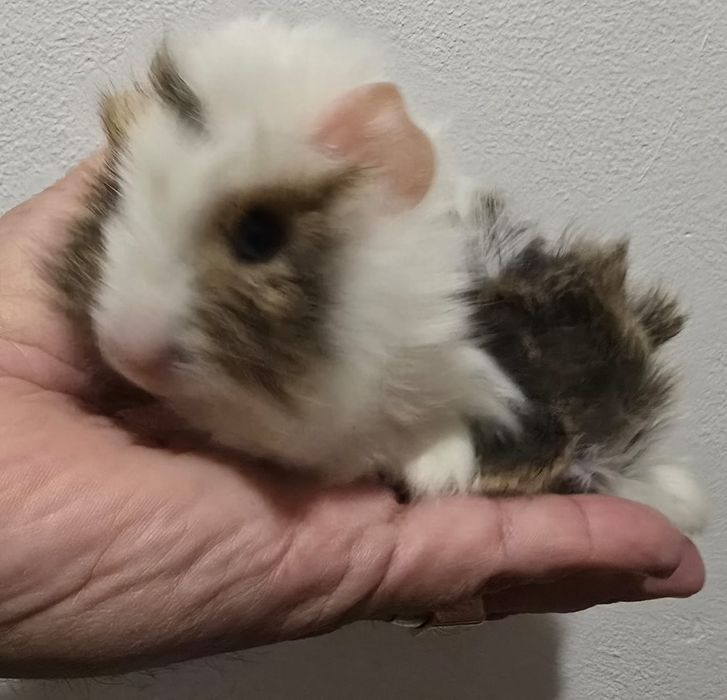 Porcusori de guineea