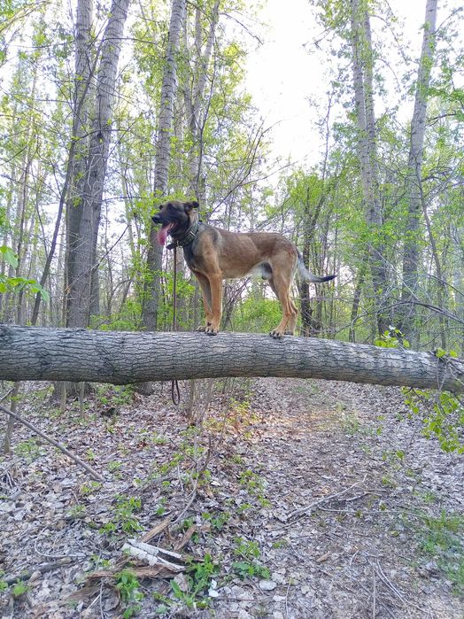 Дрессировка  собак