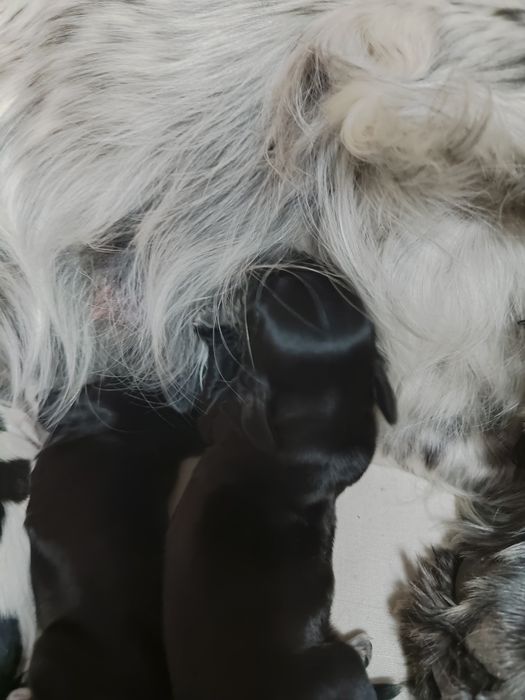 Продам щенят спаниеля родились 14 декабря