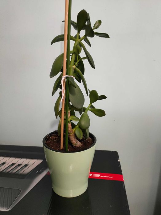 Цветок комнатный