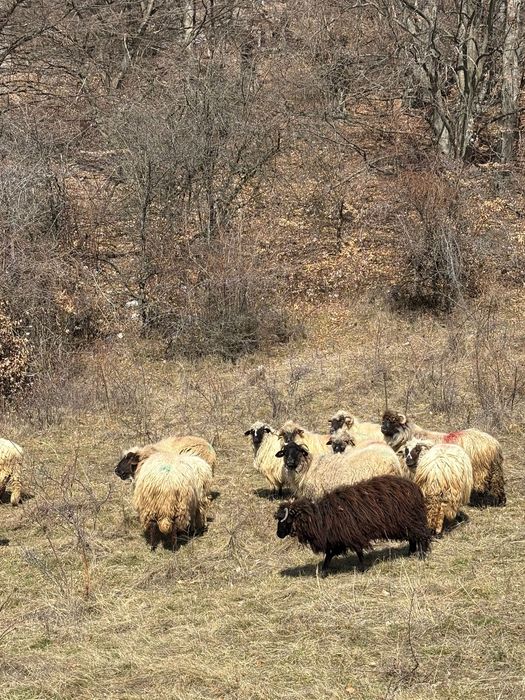 Vand oi cu miei.