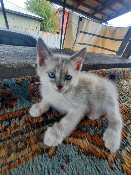 Отдадим котят в добрые руки
