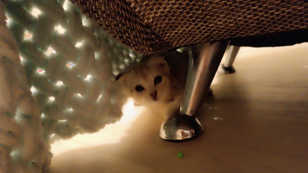 Отдам котенка бесплатно
