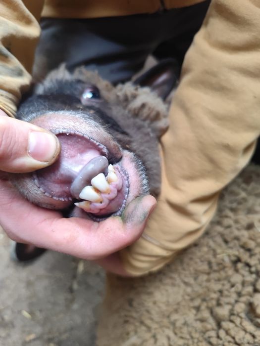 De vânzare 14 oi gestante , au început să fete